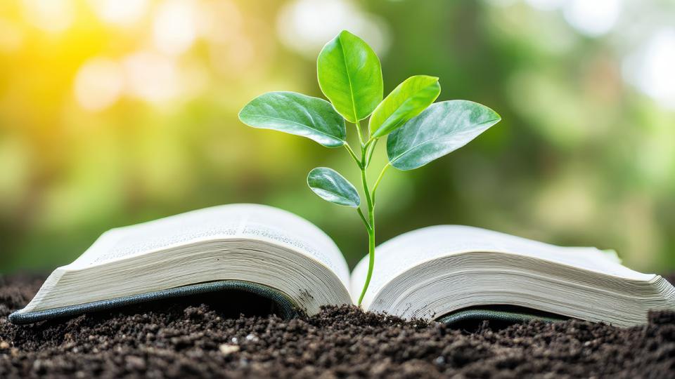 Grüner Spross als offenes Buch mit Naturkulisse